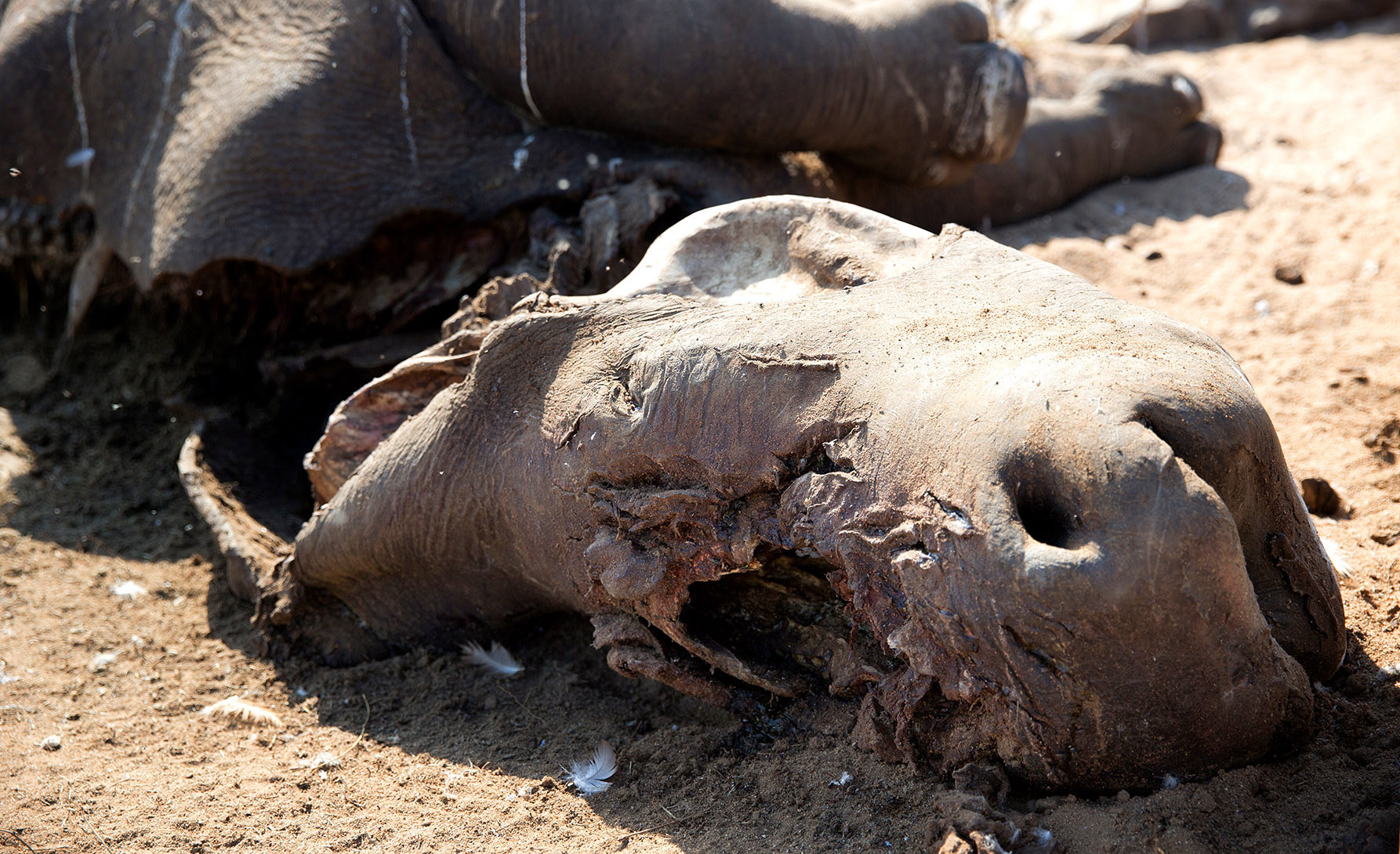 rhino slaughter