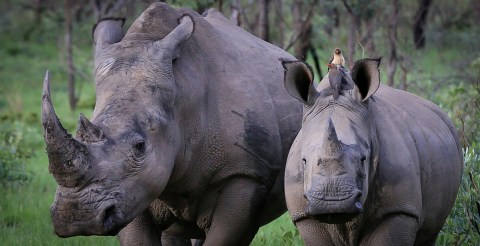 Let it burn, says animal welfare NGO about South Africa’s 75-tonne rhino horn stockpile
