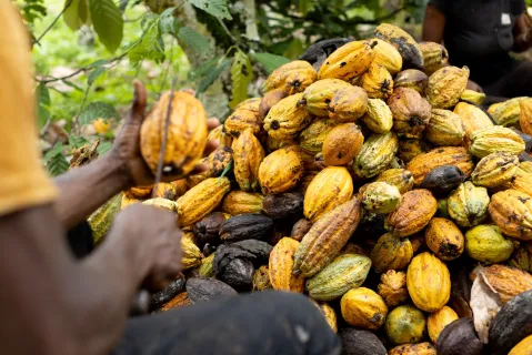 Cocoa’s Relentless Rally Is Pushing the Market to Breaking Point