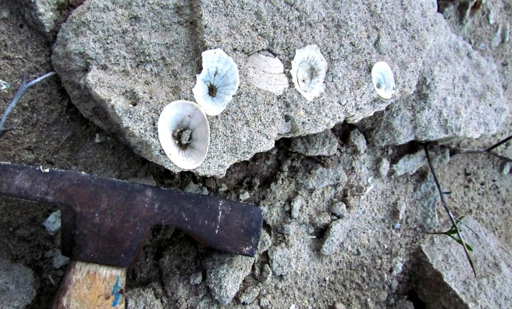 Patella and Fissurella limpet shells attached to a large boulder indicate an ancient shoreline near Saldanha, Western Cape coast. (Photo: Paul Hearty)