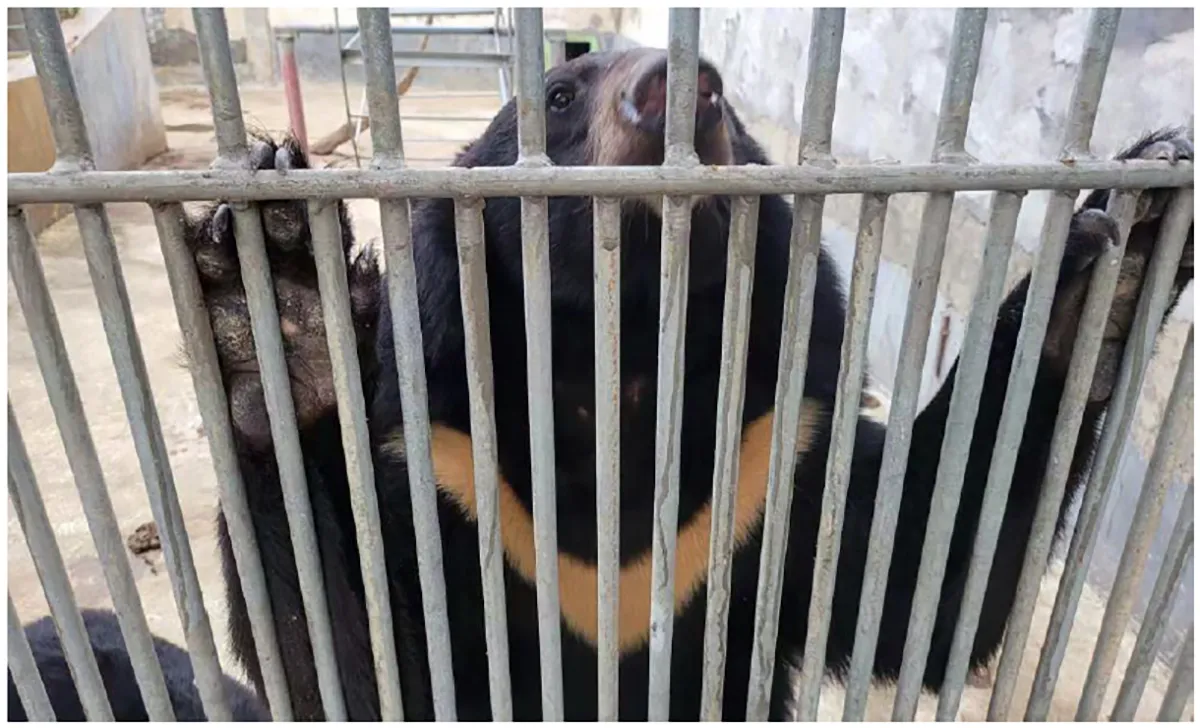  bear bile farms
