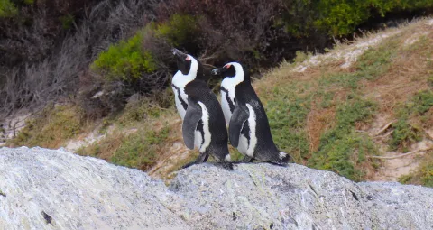Lawsuit launched against environment minister in bid to halt African penguin extinction