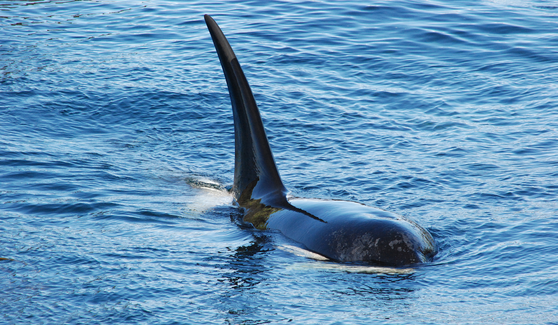 Killer whales, Marion Island