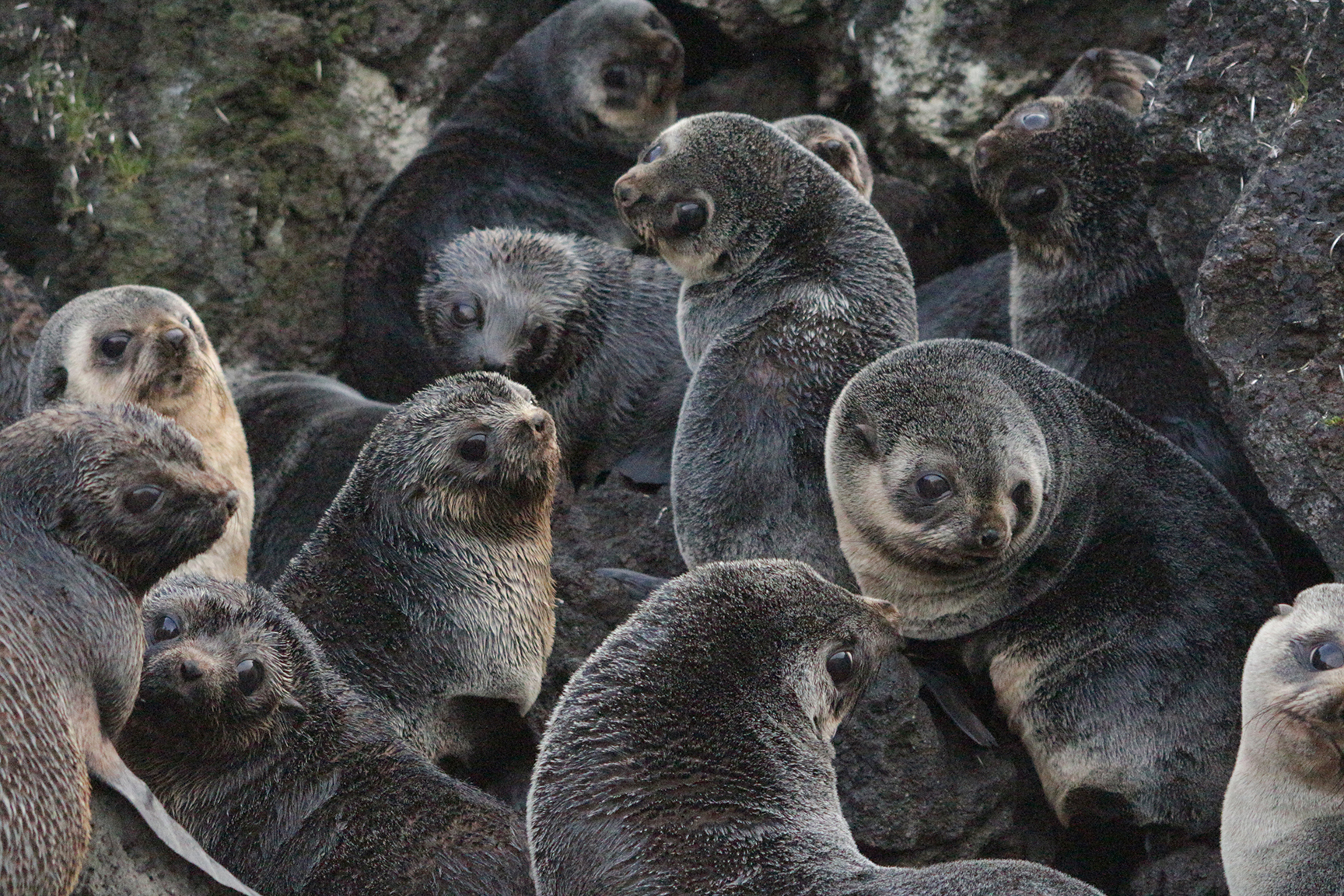 Marion Island, seals