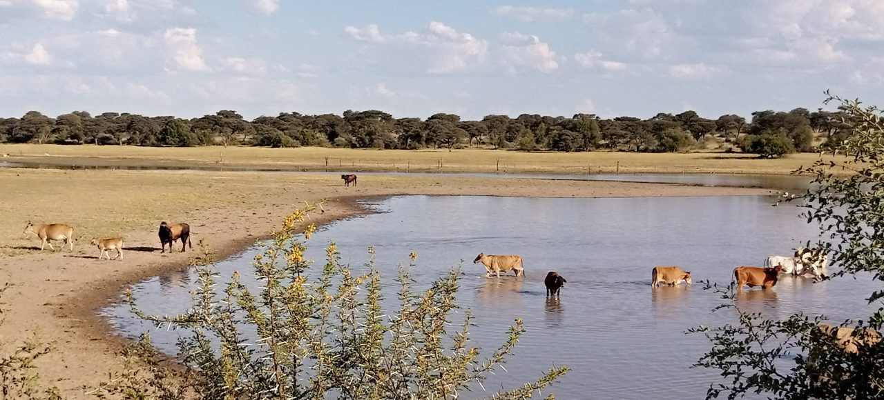 Botswana scrambles to erect animal disease barrier on SA border