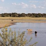 Botswana scrambles to erect animal disease barrier on SA border – with no sign of EIA studies
