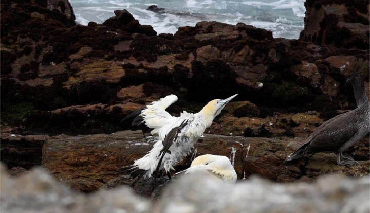 Rescue operation launched for endangered seabirds coated in mystery ‘fish oil’