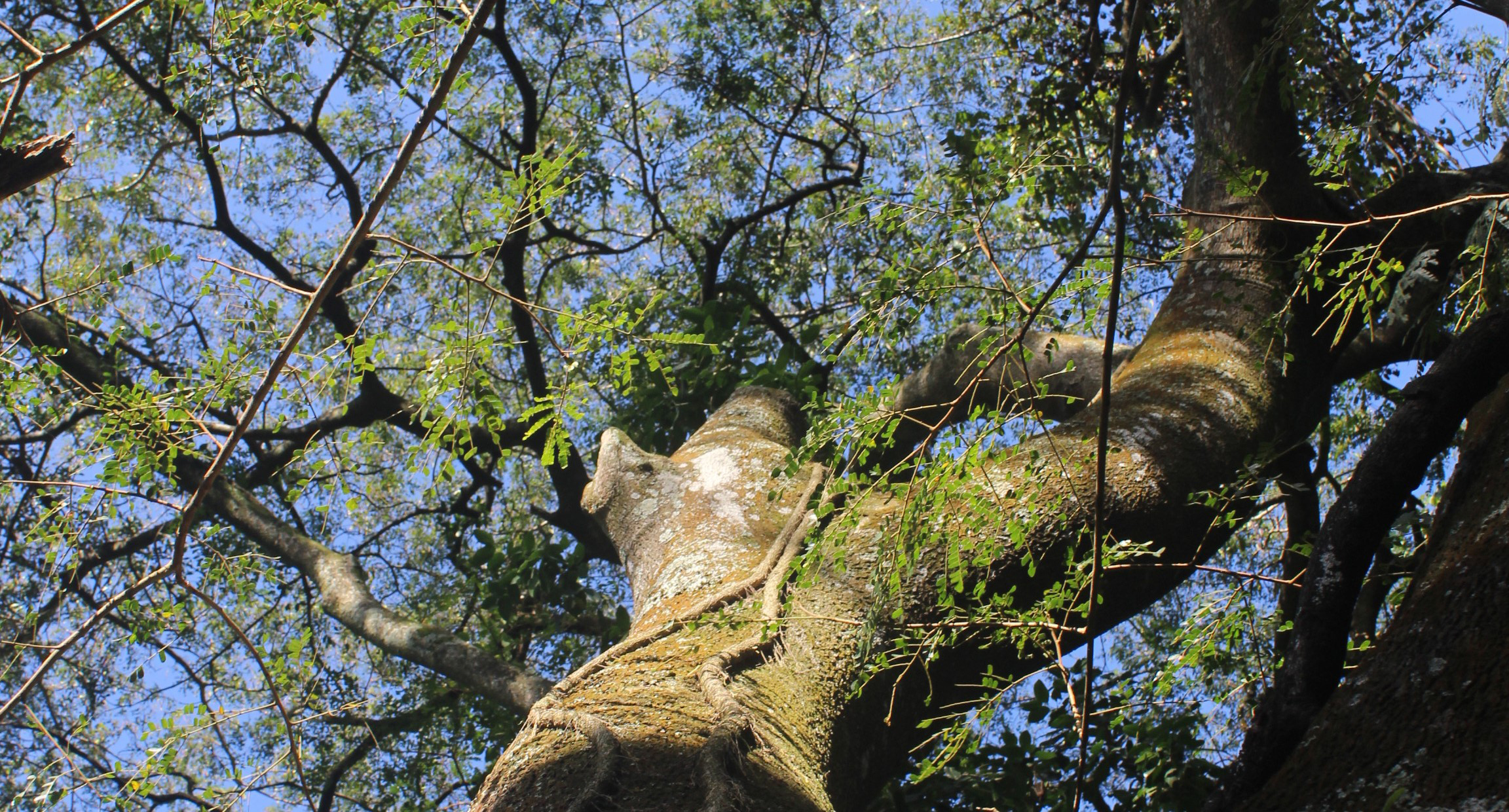 eco-estate nature reserve virginia bush ethekwini