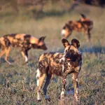 African wild dogs will soon have their own sperm bank – how artificial breeding will help them survive