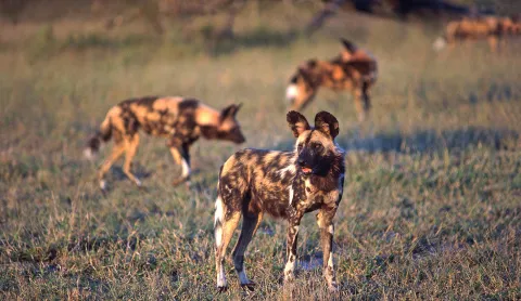 African wild dogs will soon have their own sperm bank – how artificial breeding will help them survive