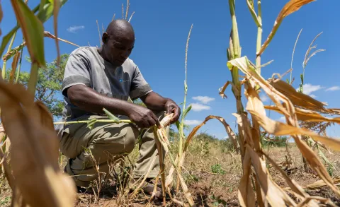 Dying crops, food and water shortages — drought affects millions in southern Africa