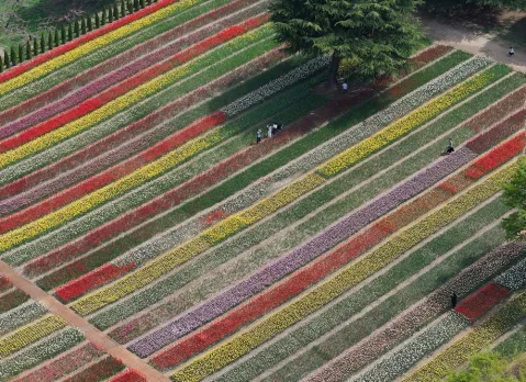 A ‘one million tulips’ garden, and more from around the world