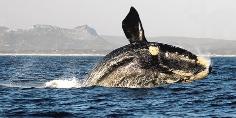 Southern right whales are changing their migratory patterns — krill overfishing might be to blame