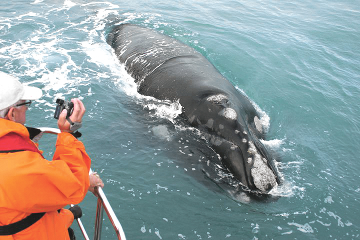 southern right whales