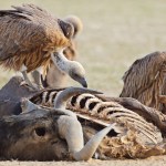 Kruger Park vultures felled by poachers’ highly toxic poison