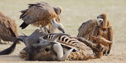 Kruger Park vultures felled by poachers’ highly toxic poison