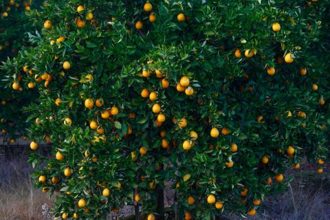 SA, the world’s No. 2 Citrus Exporter, Challenges EU on Restrictions