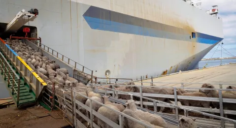 Middle East bulk animal carrier Al Messilah’s pre-arrival in East London sparks outcry over livestock export