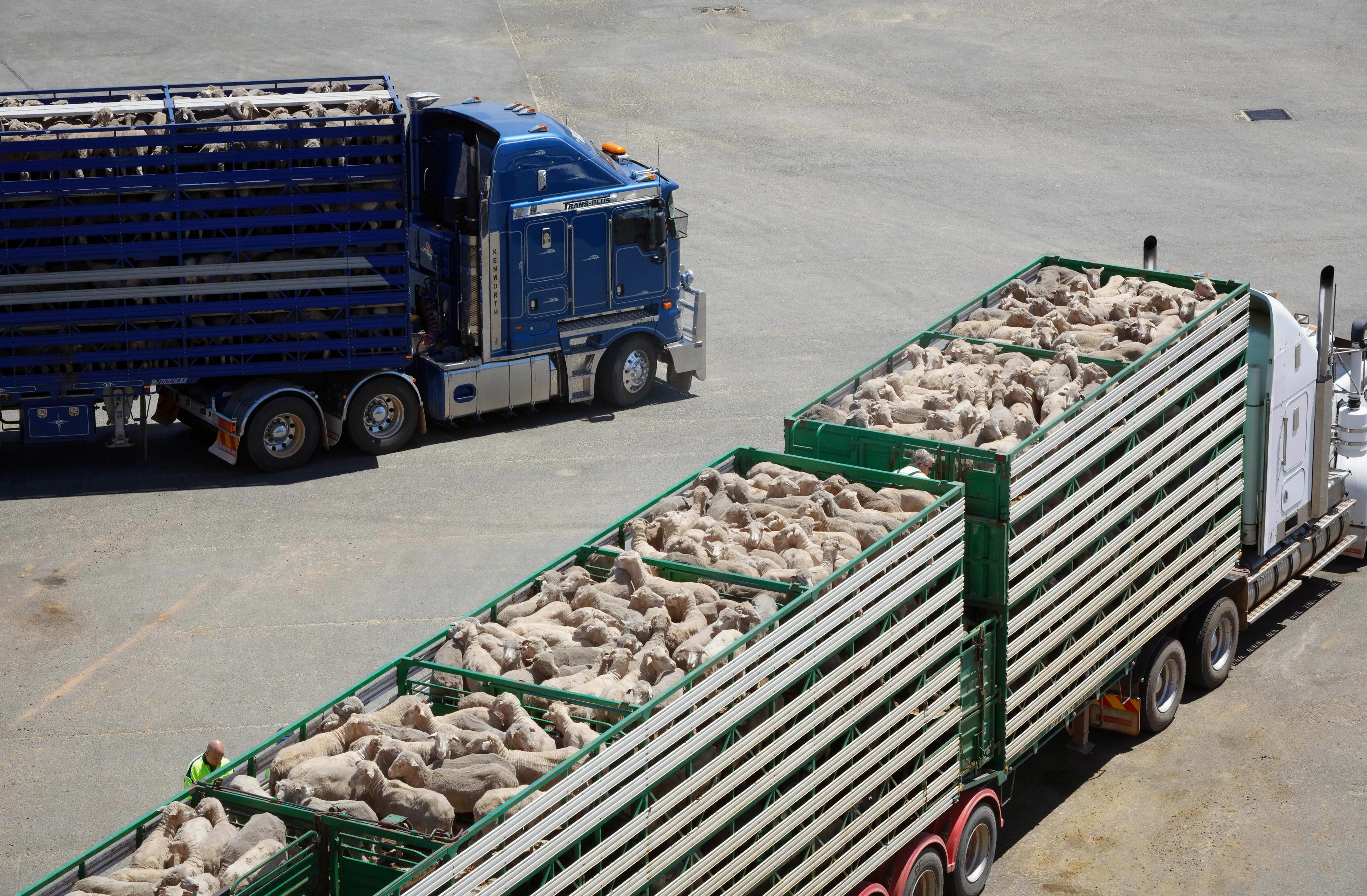 bulk animal carrier cruelty