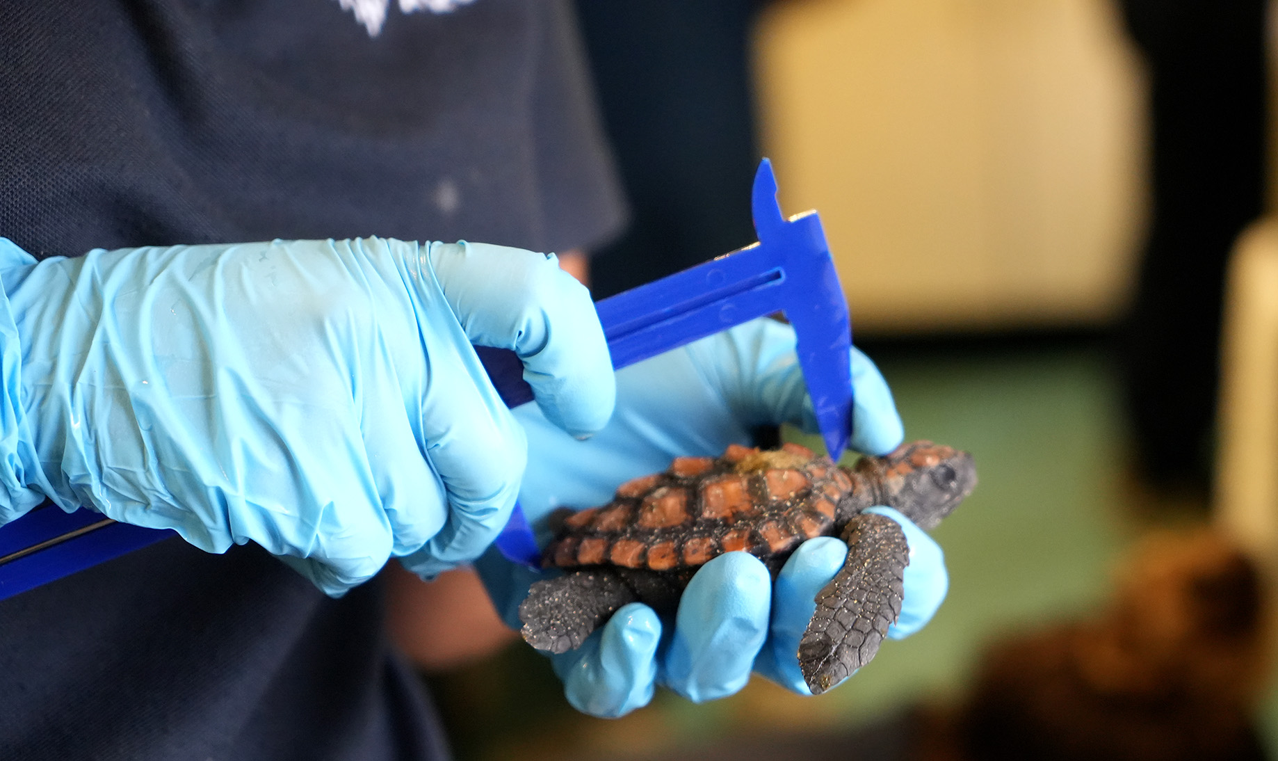 turtle hatchling measured