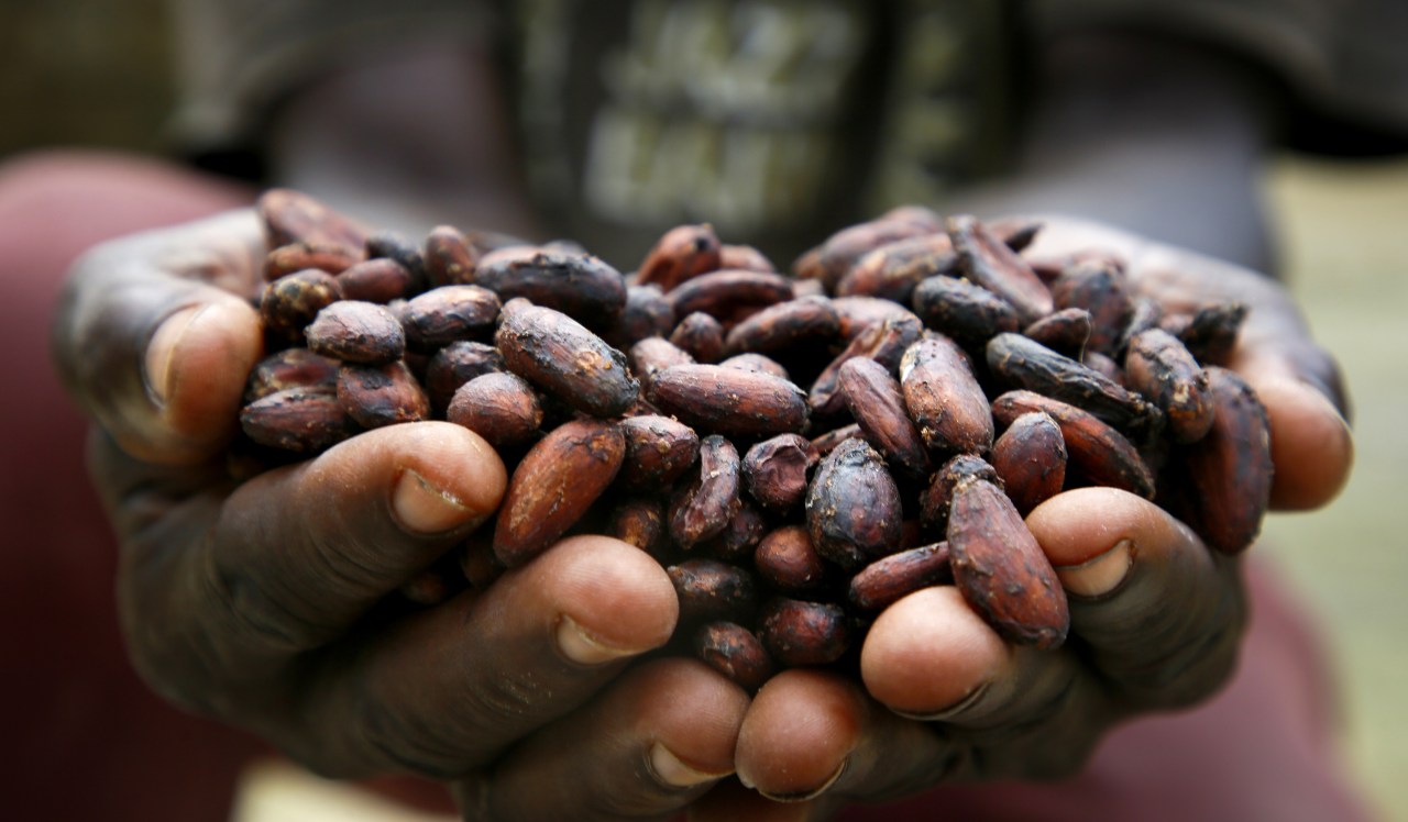 Loaded for Bear: Climate change has triggered a coffee and cocoa conundrum