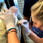 Cape Town to build state-of-the-art interactive turtle rehab centre