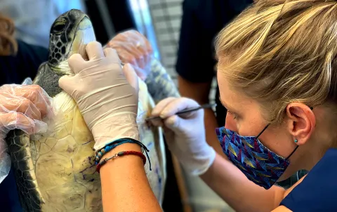 Cape Town to build state-of-the-art interactive turtle rehab centre