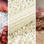 Loaded for Bear: Southern Africa has a dangerous dependence on white maize