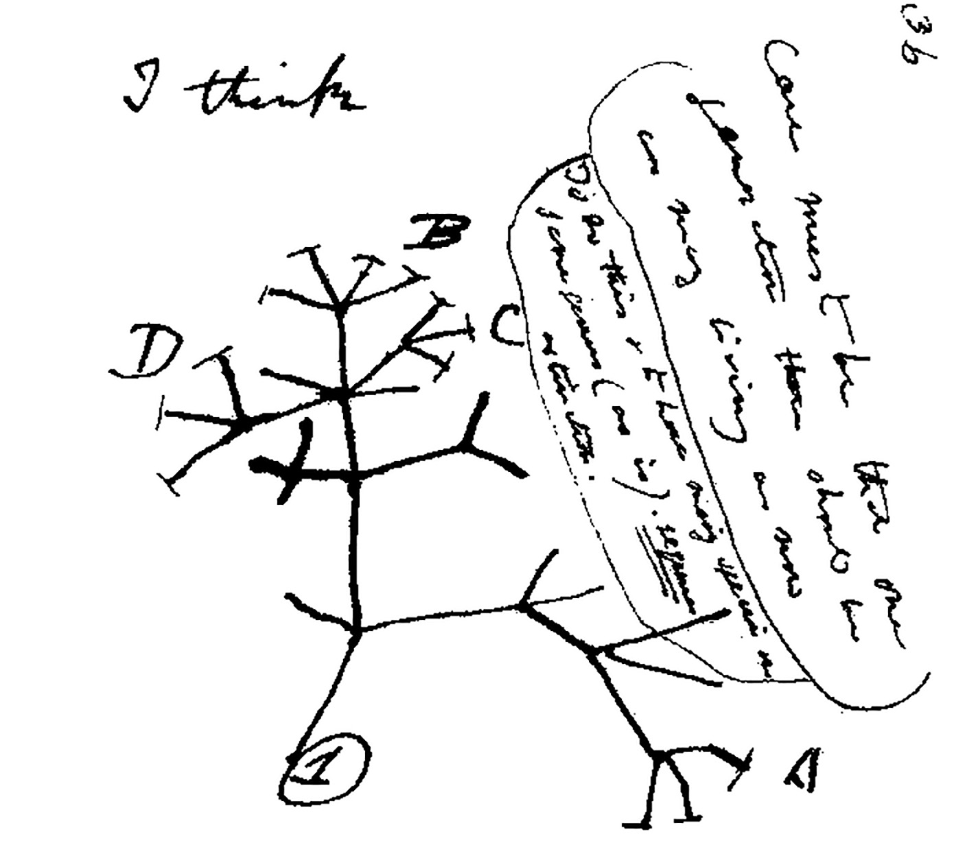 Darwin first tree