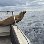 Another rare visitor sent home to Antarctica from SA may help unlock marine mysteries