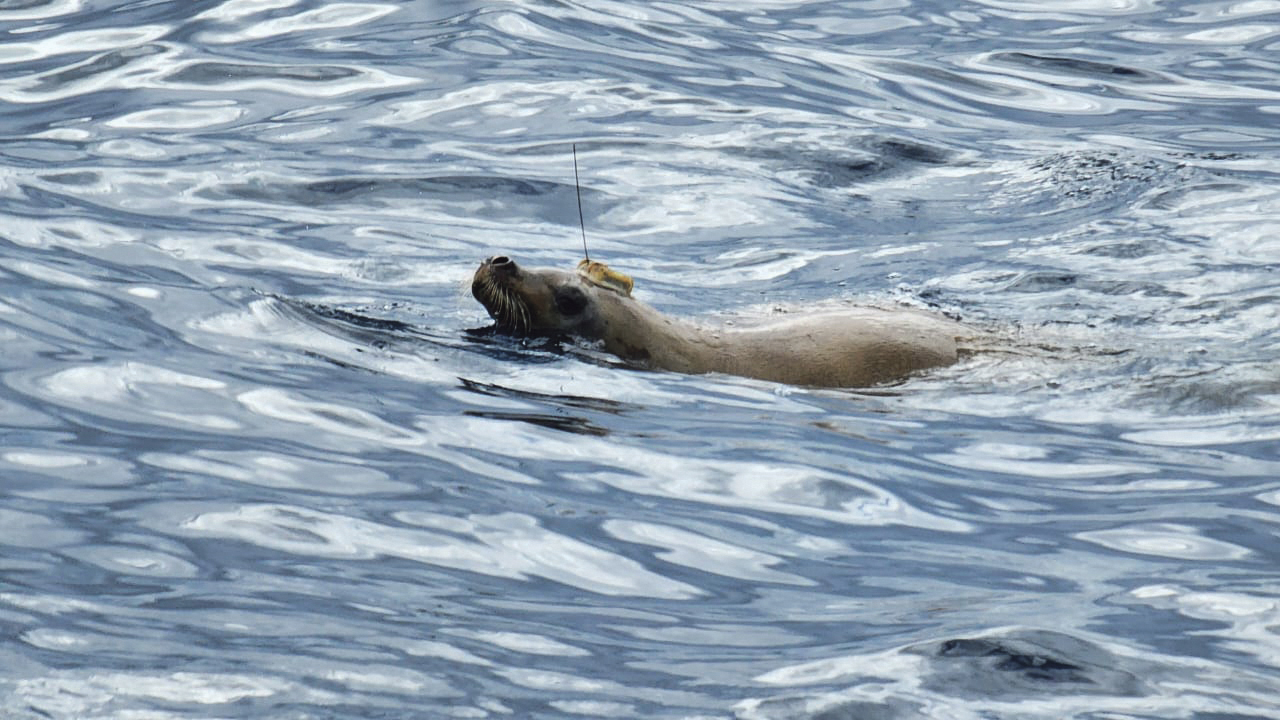 crabeater seal