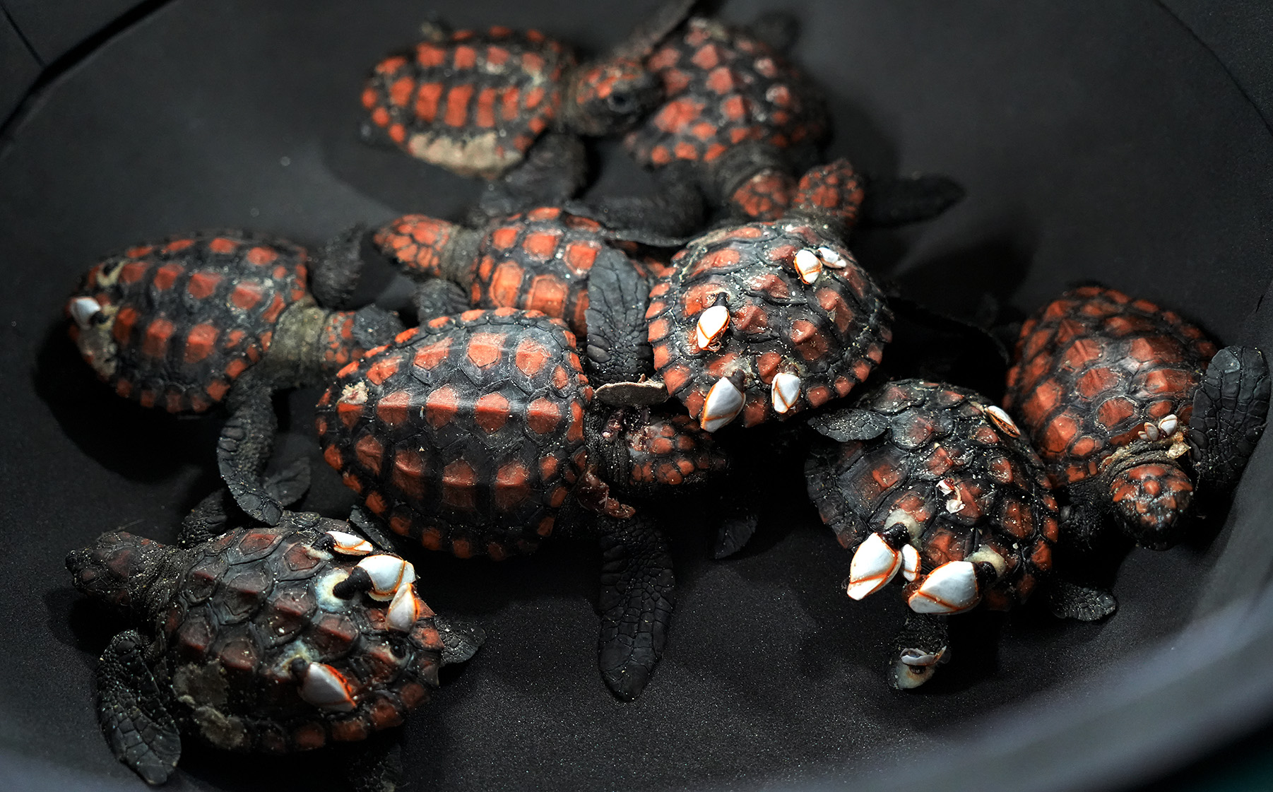 turtle rehab hatchlings