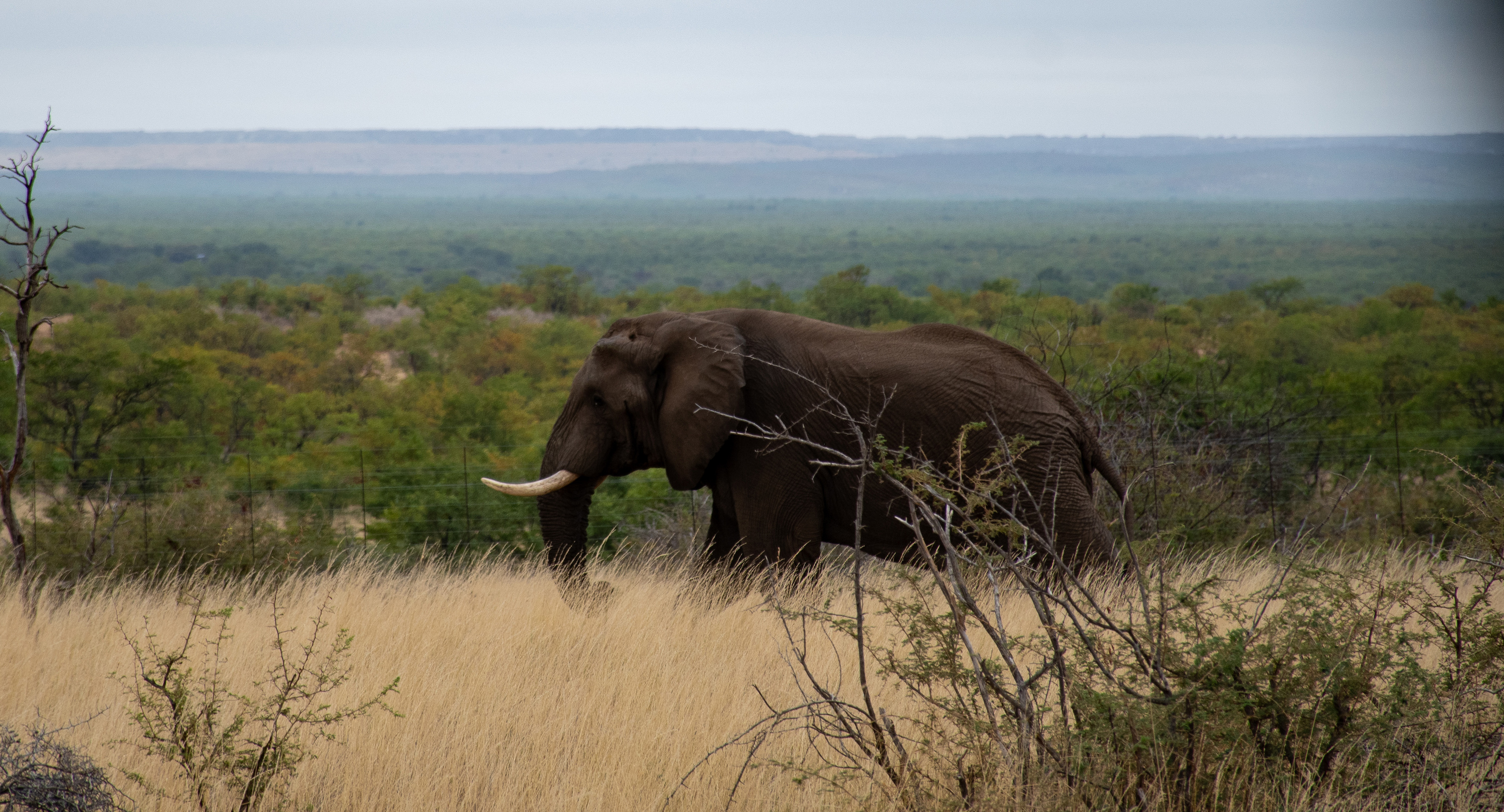 elephant at Mapungubwe National Park