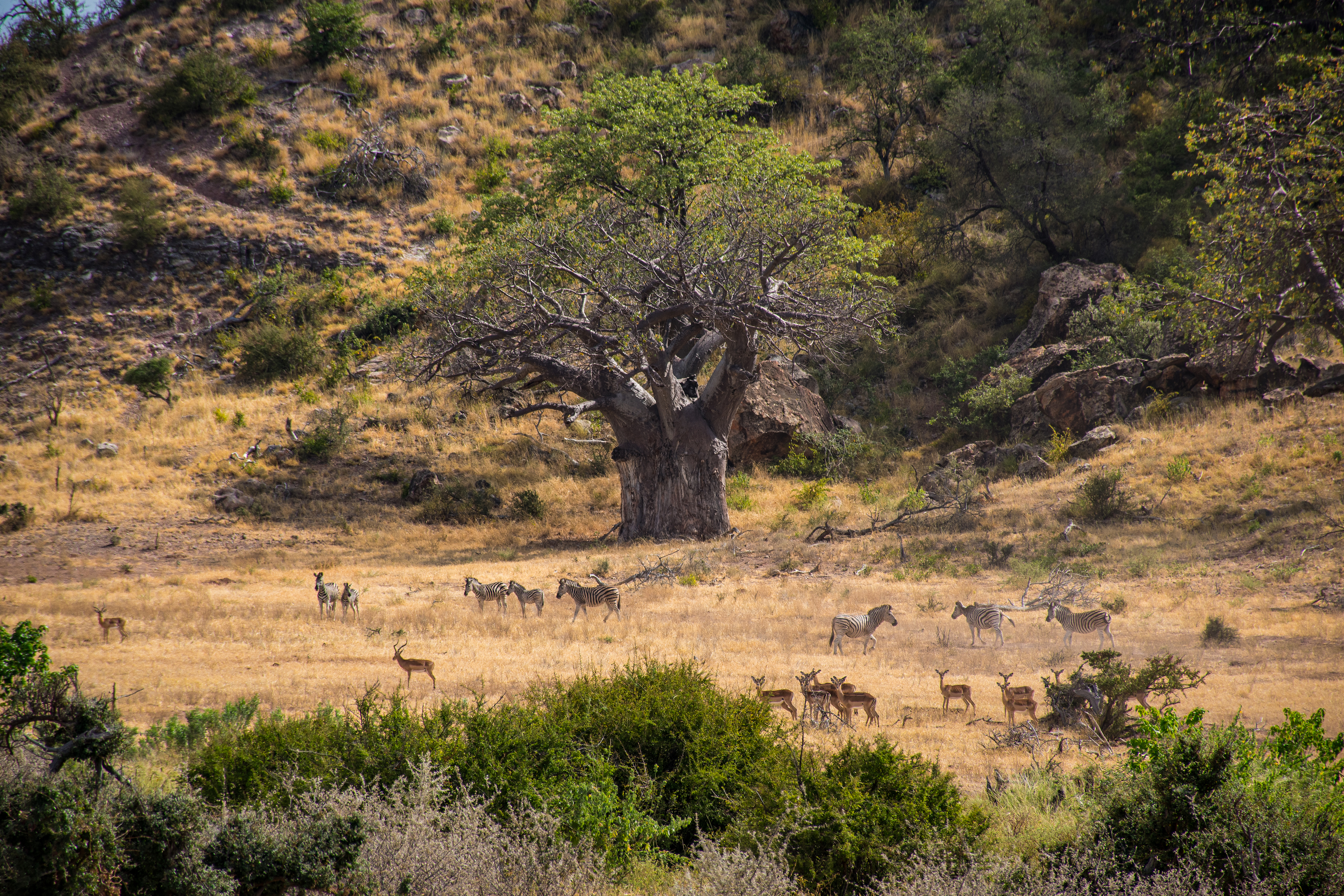 Zebra and impala in Mapungubwe National Park