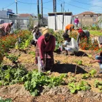 How community gardens are reducing foodstuff waste and increasing food security in SA