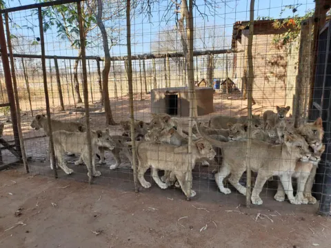 Government reveals roadmap to slam brakes on captive lion breeding