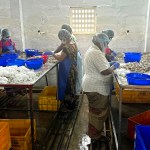 The Whistle-blower — an American’s dream job at a shrimp factory in India turns nightmarish