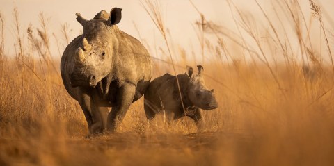 Private rhino owners mull legal challenge to phasing out of captive breeding operations
