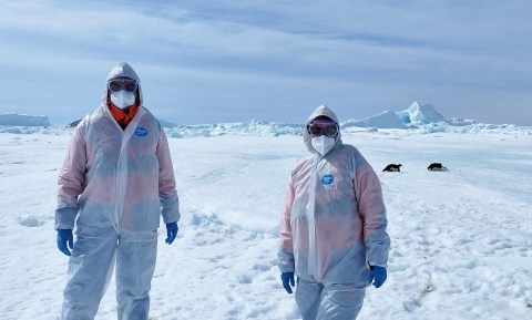 Behind the Ice Curtain: Antarctic Treaty talks conceal looming bird flu catastrophe