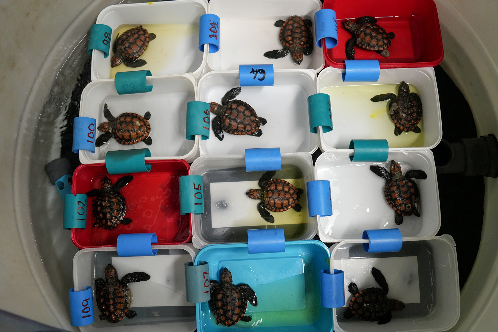 turtle rehab hatchlings