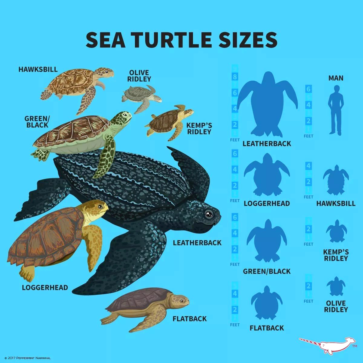 turtle sizes