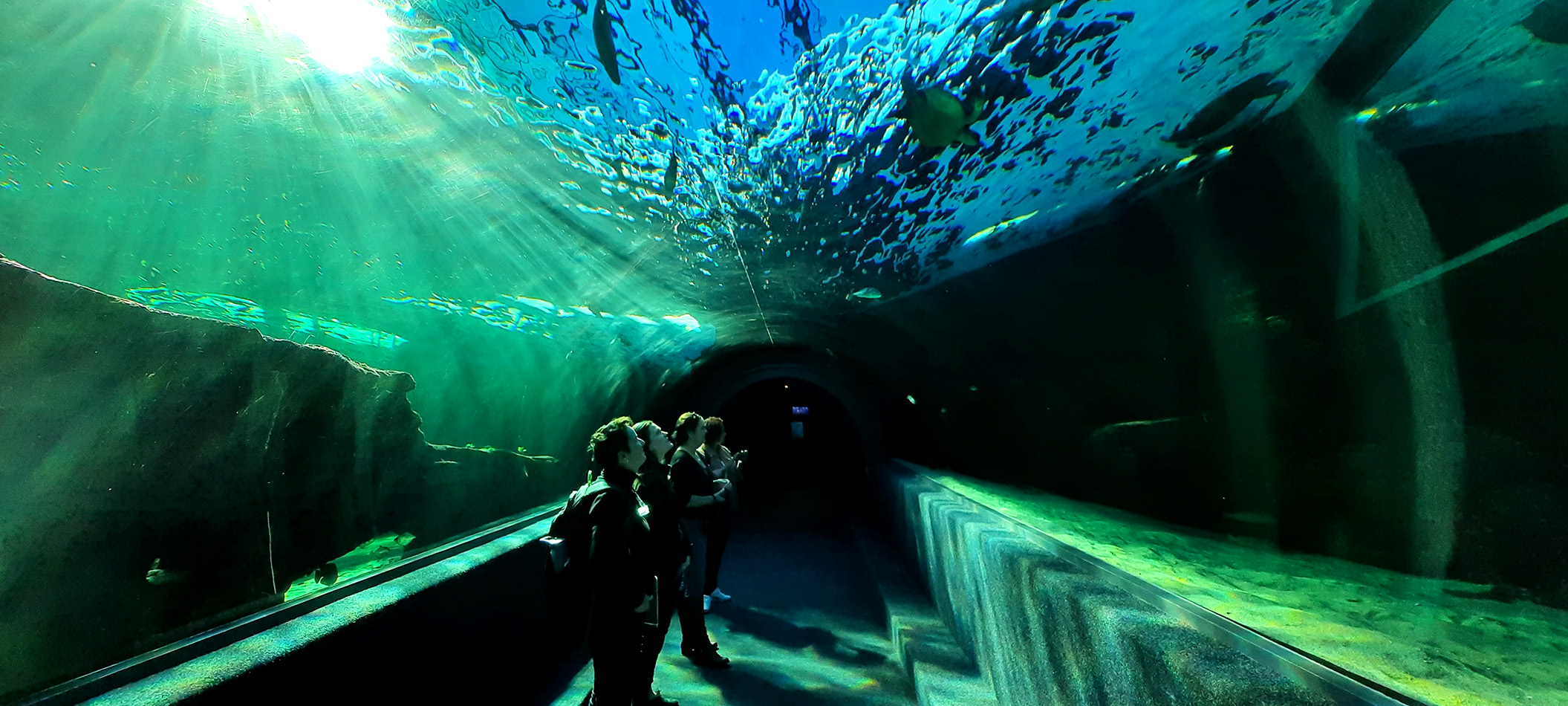 aquarium main tank
