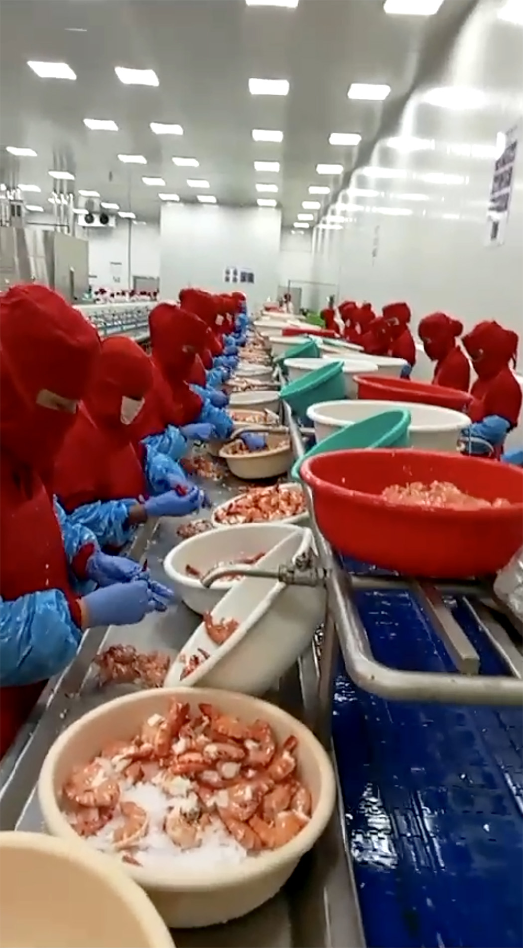 shrimp factory india