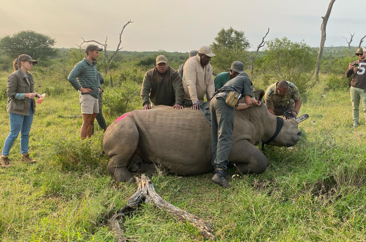 Desperate dehorning under way to curb KZN rhino poaching