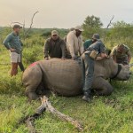 Desperation dehorning under way to curb runaway KwaZulu-Natal rhino poaching