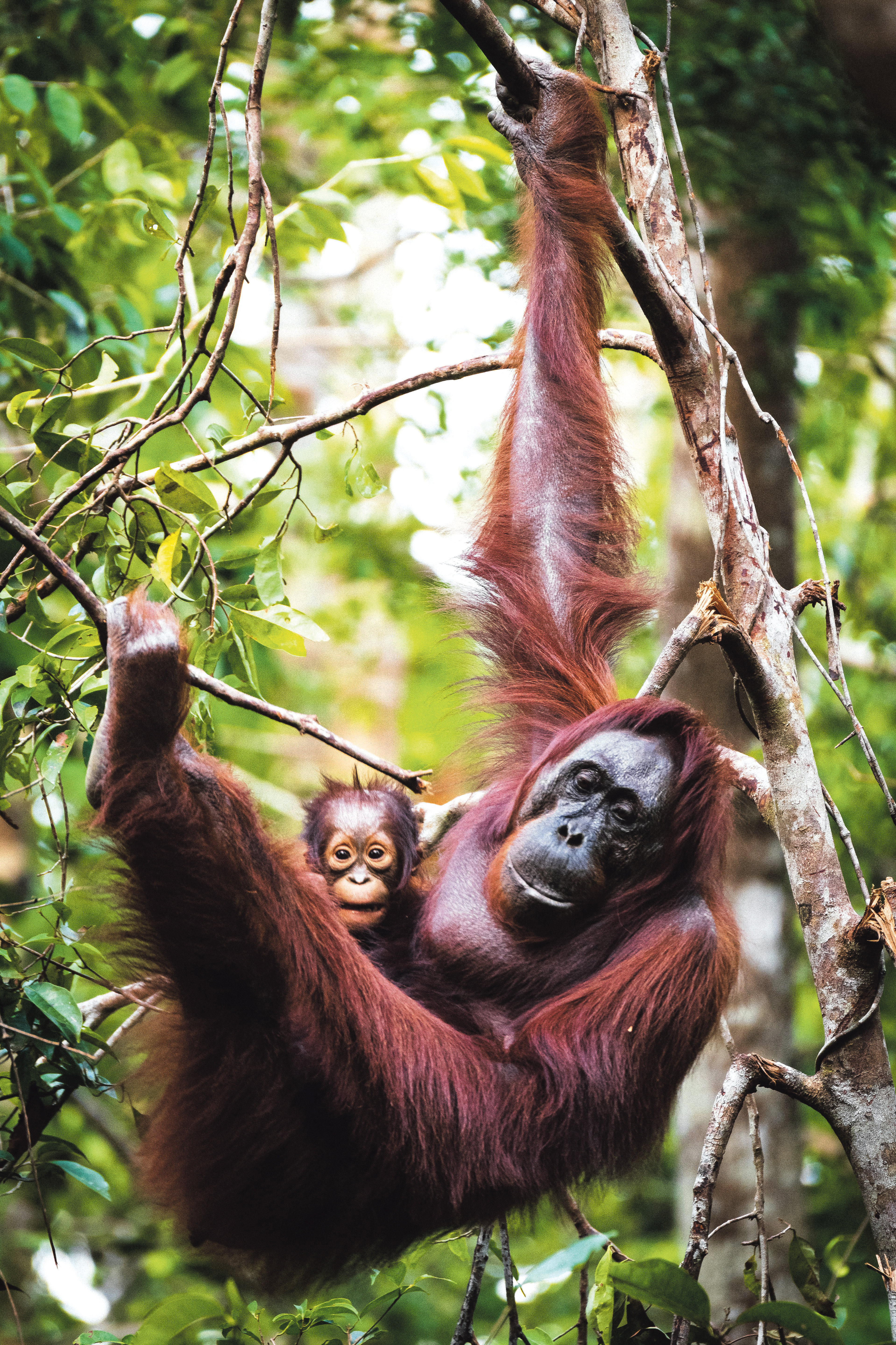 orangutan and baby, darwin