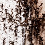 Ants face worsening survival crisis as planet heats up — adapt, migrate or die