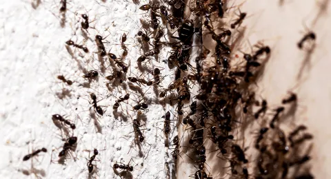 Ants face worsening survival crisis as planet heats up — adapt, migrate or die