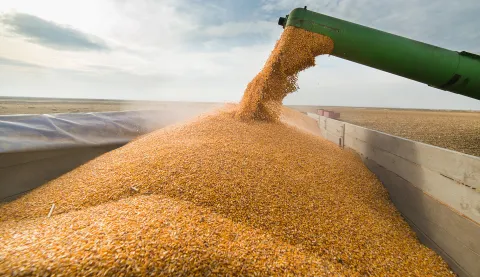 CEC raises SA’s 2024 maize forecast slightly — still down 20% on El Niño
