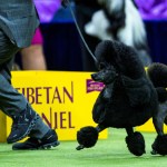 Miniature poodle Sage fetches top prize at Westminster Kennel Club Dog Show